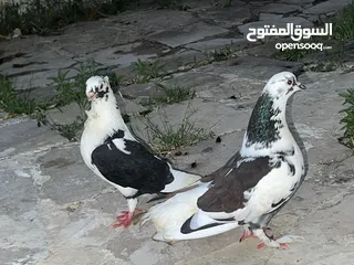  2 حمام للبيع