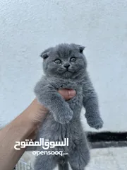  1 قطط سكوتش فولد بيور عمر شهر ونص