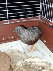  2 2ذكر سمان صيني (Button Quail) بحالة ممتاز، من طفرات نادرة وجميلة.