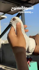  1 حمام للبيع بدواعي السفر نظيفة و نخب تحته فراخ و اللي تحته بيض