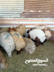  7 غنم خاروف بلدي