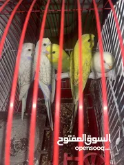  3 عصافير حب او طيور بادجي ذكور وايناث وزواج