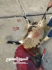  1 بسم الله جذار ذبح جميع الأضاحي خرفان عبور جدي نعاج تيوس
