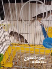  6 ابو أحمد المصري