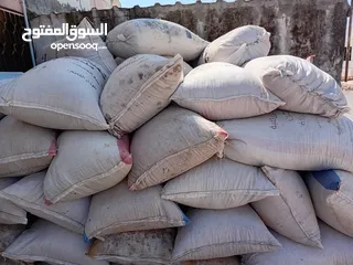  1 تبن دراس السنة من اراضي دوقرا