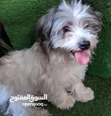  5 Shitzu puppies جراوي شيتزوا