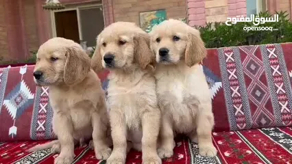  31 للبيع جراوى جولدن ريتريڤر بيور - for Sale puppies Golden retriever