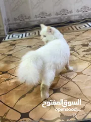  1 قط للبيع ذكر قيم واخذ