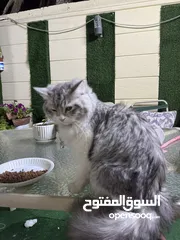  11 قط شيرازي ذكر