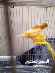  2 اربع كنارات و طيرة مغنى نار و شغل جيزه