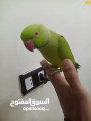  1 ببغاء دره لون اخضر متكلم