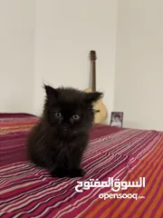  4 قط ذكر من نوع فريد للبيع