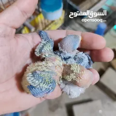  8 جوز فيشر ابلاين جوز منتج واهالي فراخ معهم فرخين مع امكانيه بيع الفراخ لحالها للزق اليدوي