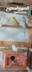  11 طيور الحب للبيع