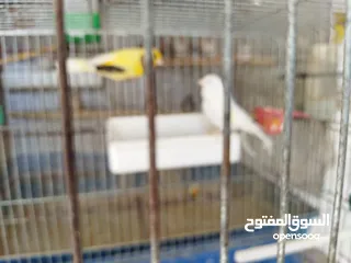  4 جوز كنار نخب اول