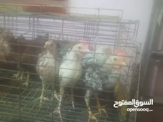  8 فراخ بلدي بط مس كوفي رومي بلدي فراخ بيور فراخ فيومي
