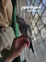  2 مخلف كوكتيل أليف جدا