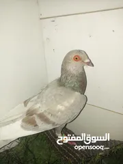  25 حمام كش للبيع كوم