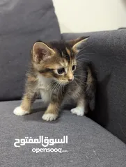  3 Abycoon Hybrid kittens ابي كون