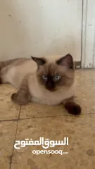  1 قطط بيتيه للبيع