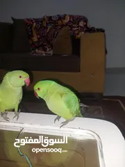  11 ببغاء درارة  هندي كوكو عمر سنة وريكو عمر سنة ونص اليف ولعوب ومدرب وصحتو جيدة جدا ومرح بلعب بالبيت .