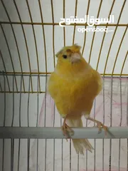 1 طيرة كنار جاهزه لبييع
