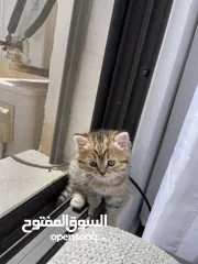  2 سكوتش ستريت /بيرجين