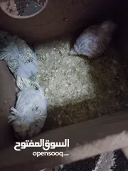 6 بعد الصلاة على النبي متوفر فراخ حب هوقو رومو لزق اليدوي    ااااااااااااااااااااااااااااااااااااااا