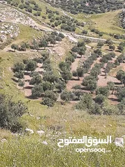 19 أرض 15دونم لبيع بسمر مغري خلف جامعة جرش وخلف مقام النبي هود في أشجار عمر 30سنه وبجانب شالات