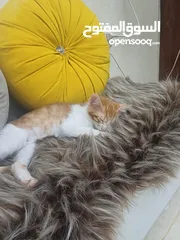 4 بيع قطط بدون مقابل