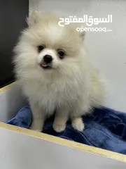  4 3 Months old Pomeranian