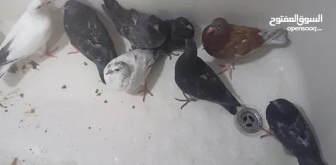  1 زغاليل حمام بلدي للبيع