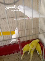  3 مخاليف حب البينو ولا تينيو