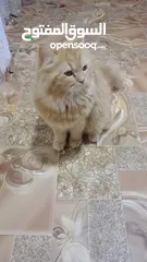  1 قط شيرازي اليف جداا