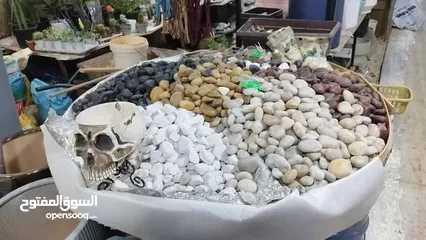  8 نجيل طبيعي نجيل ديكوندرا