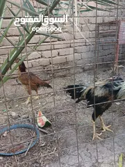  7 دجاج هراتي للبيع