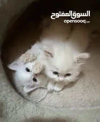  4 Persian/ Sherazi cat — Gift …