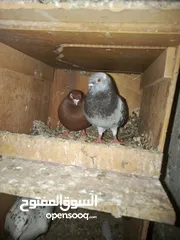  13 طيور حمام للبيع