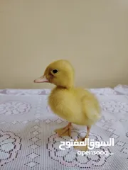  4 بطة عمرها اقل من شهر