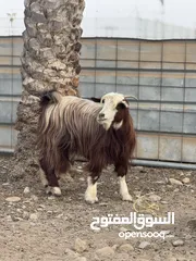  1 البيع شاه سعيديه صغيره ف سن