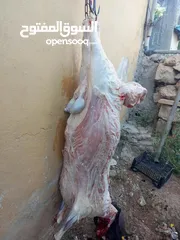  5 لحام متنقل لذبح العقائق والنذر والاضاحي داخل المنازل