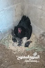  5 3 جاجات مع فراخهم