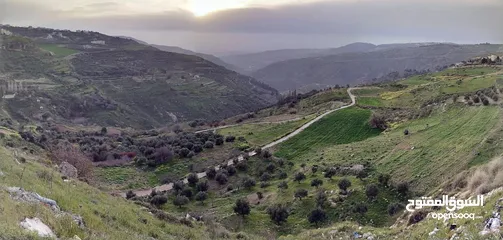  1 للبيع قطع اراضي في عيون الجاموس
