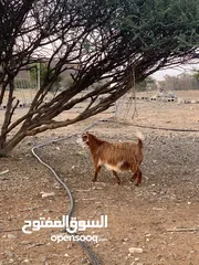  1 للبيع شاه عمانيه أموره عسل