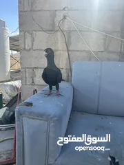  15 مسود اسود للبيع