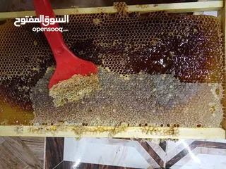  19 يوجد عسل طبيعي مكفول 100٪ من جبال عجلون _ عرجان