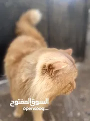  2 قطط شيرازي حجم كبير ماشالله