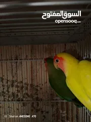  3 روز شغلات اربع جواز للبيع