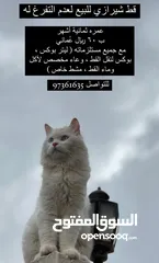  1 قط شيرازي جميل للبيع