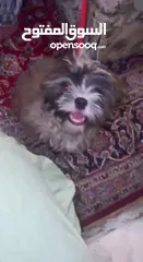  6 Puppy for sale price is negotiable